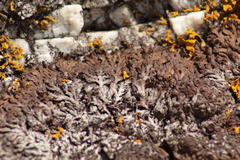Anaptychia runcinata