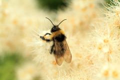 Bombus