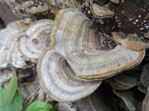 Trametes trogii image