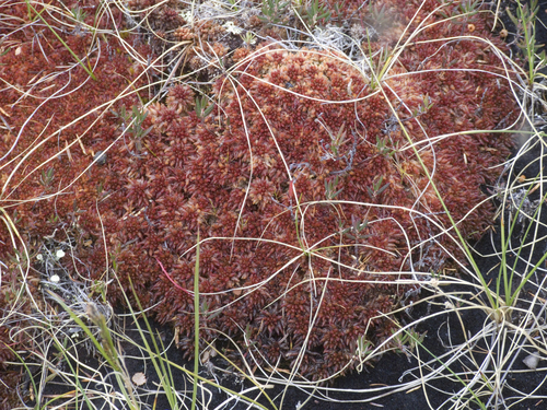 Sphagnum mosses (Genus Sphagnum) · iNaturalist