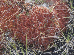Sphagnum alaskense