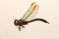 Somatochlora cingulata