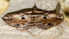 Chrysolarentia leucophanes