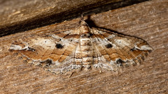 Chrysolarentia leucophanes