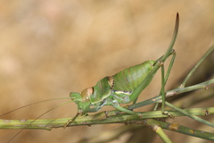 Steropleurus andalusius