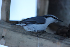 Sitta europaea asiatica
