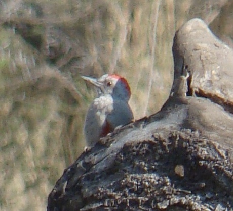 Eastern Grey Woodpecker