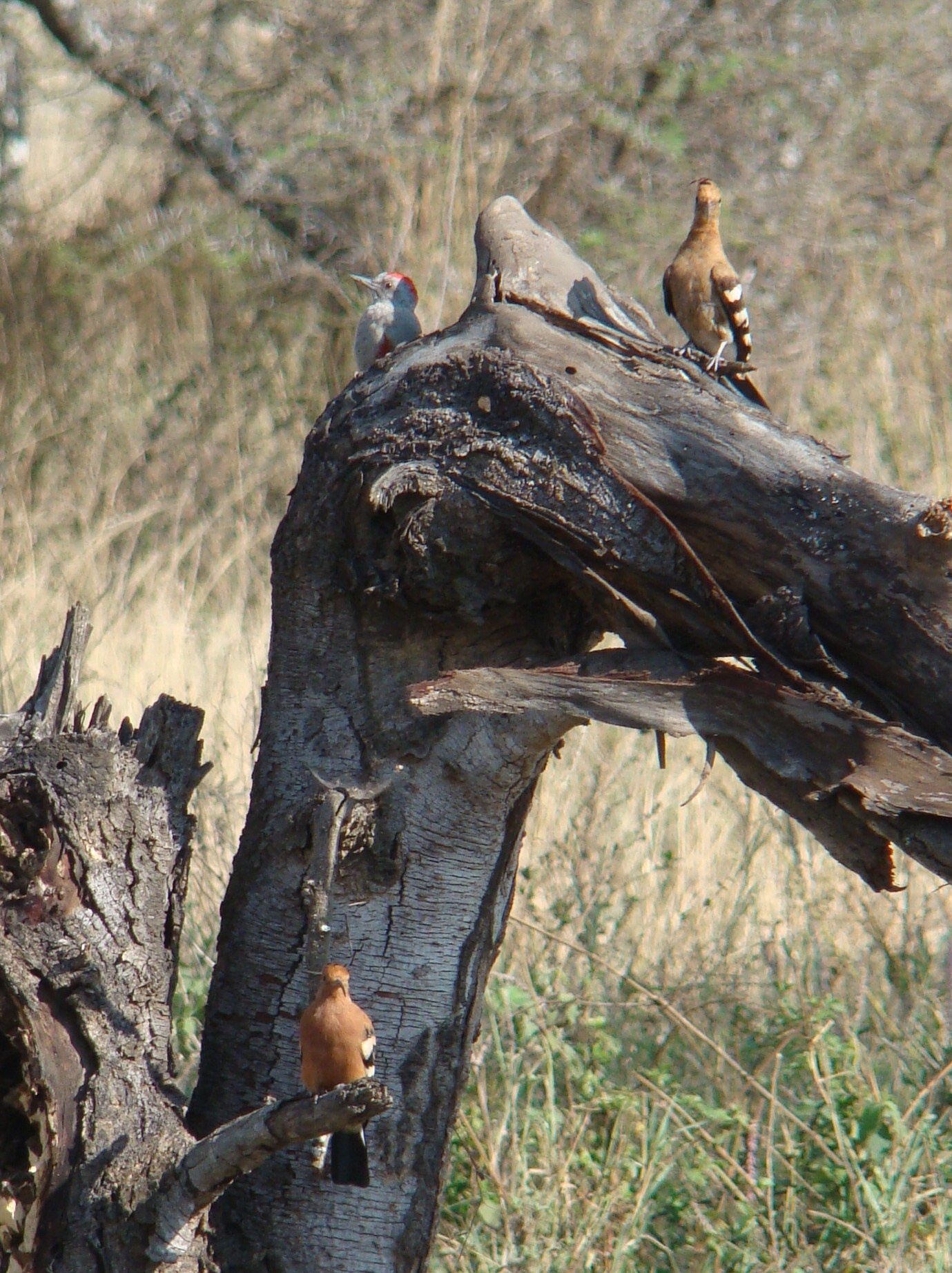 Eastern Grey Woodpecker