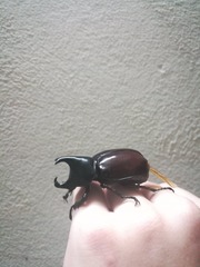 Xylotrupes mniszechi