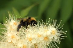Bombus