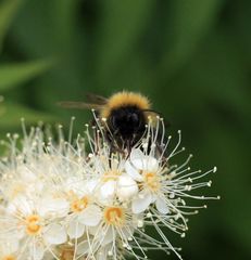 Bombus