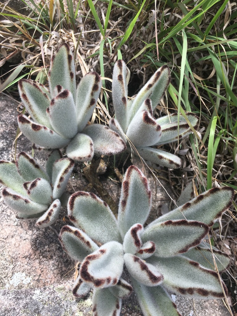 Kalanchoe tomentosa