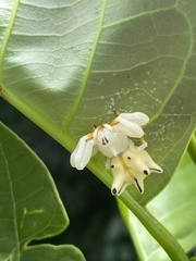 Epicadus heterogaster