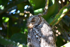 Megascops trichopsis