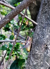 Eupholidoptera megastyla