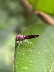 Ilargus coccineus