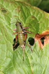 Anonconotus