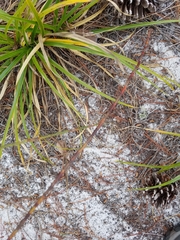 Polygonella gracilis