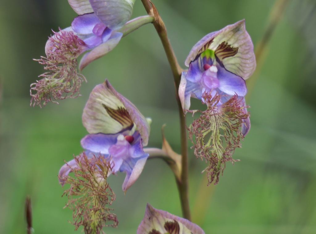 Orchideae