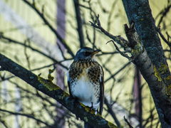 Turdus pilaris
