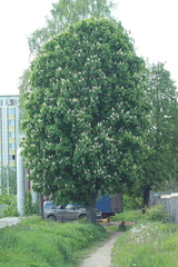 Aesculus hippocastanum