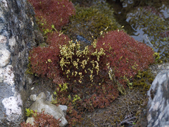 Ptychostomum cryophilum