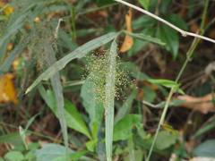 Panicum sarmentosum