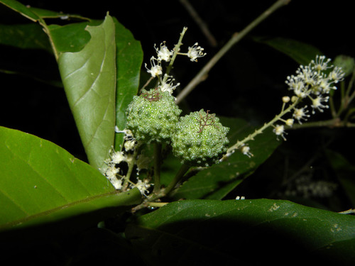 Croton schiedeanus