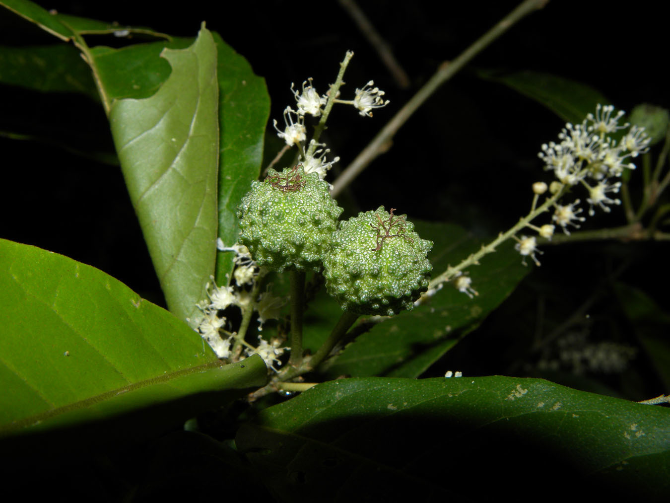 Croton schiedeanus