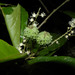 Croton schiedeanus - Photo (c) Reinaldo Aguilar, some rights reserved (CC BY-NC-SA)