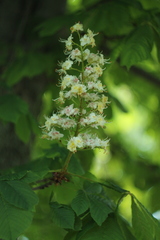 Aesculus hippocastanum