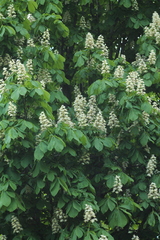 Aesculus hippocastanum