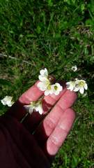 Saxifraga granulata