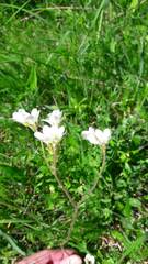 Saxifraga granulata