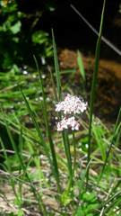 Valeriana dioica