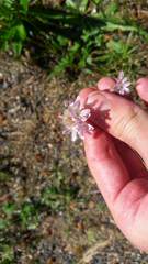 Armeria arenaria