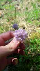 Armeria arenaria