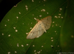 Addaea subtessellata