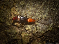 Carphurus fasciculatus