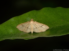 Addaea subtessellata