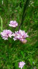 Armeria arenaria