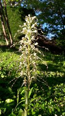 Himantoglossum hircinum