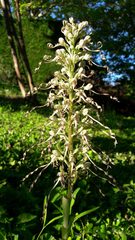 Himantoglossum hircinum