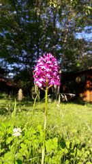 Anacamptis pyramidalis