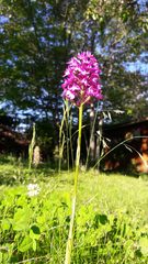 Anacamptis pyramidalis