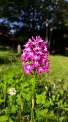 Anacamptis pyramidalis