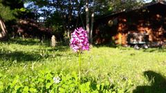 Anacamptis pyramidalis