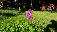 Anacamptis pyramidalis