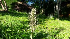 Himantoglossum hircinum