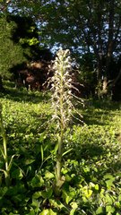 Himantoglossum hircinum